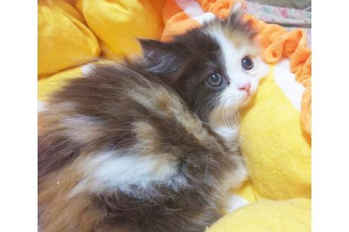 成約済の愛知県のマンチカン-8832の6枚目