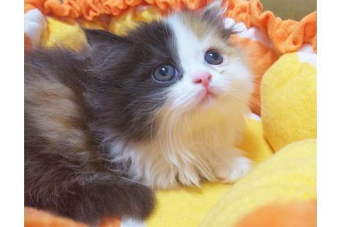 成約済の愛知県のマンチカン-8832の5枚目