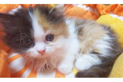 成約済の愛知県のマンチカン-8832の3枚目