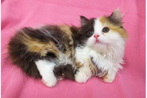 成約済の愛知県のマンチカン-8832の2枚目