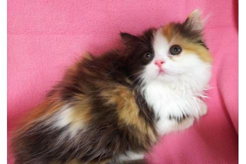 成約済の愛知県のマンチカン-8832の1枚目