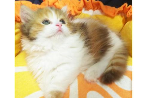 成約済の愛知県のマンチカン-9073の5枚目