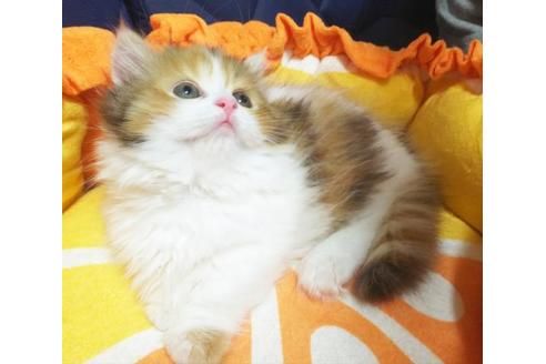 成約済の愛知県のマンチカン-9073の4枚目