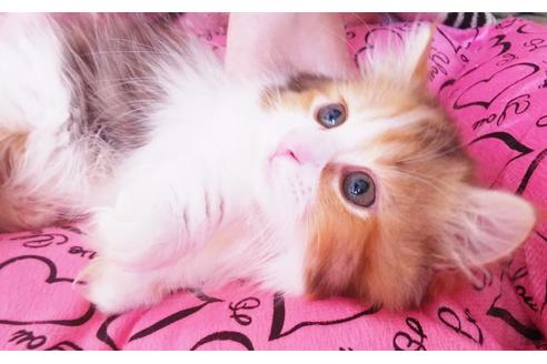 成約済の愛知県のマンチカン-9073の2枚目