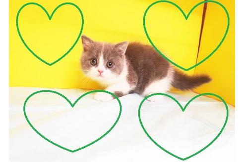 成約済の東京都のスコティッシュフォールド-9113の2枚目