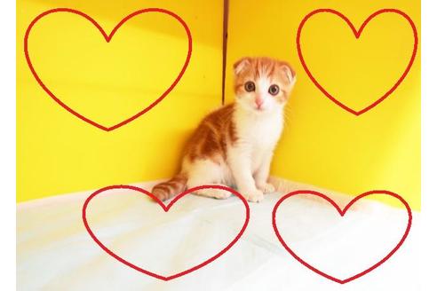 成約済の東京都のスコティッシュフォールド-9114の2枚目