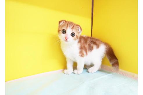 成約済の東京都のスコティッシュフォールド-9114の1枚目