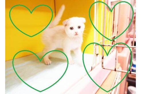 成約済の東京都のスコティッシュフォールド-9115の2枚目