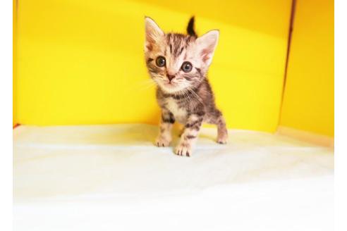 成約済の東京都のアメリカンショートヘア-9116の1枚目