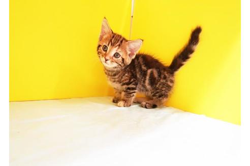 成約済の東京都のマンチカン-9118の1枚目