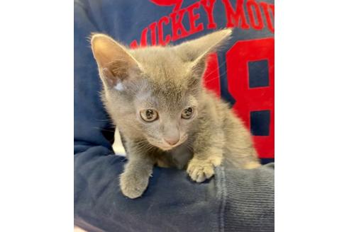 成約済の東京都のロシアンブルー-8764の4枚目