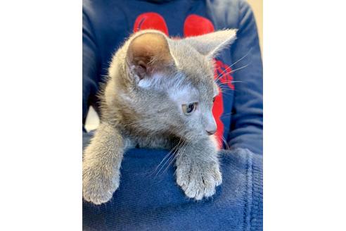 成約済の東京都のロシアンブルー-8764の3枚目