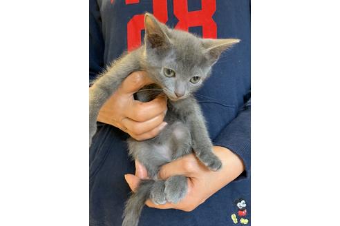 成約済の東京都のロシアンブルー-8764の2枚目