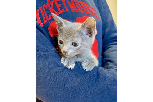 成約済の東京都のロシアンブルー-8765の4枚目