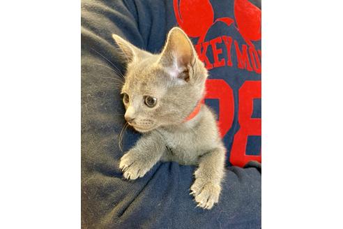 成約済の東京都のロシアンブルー-8765の3枚目