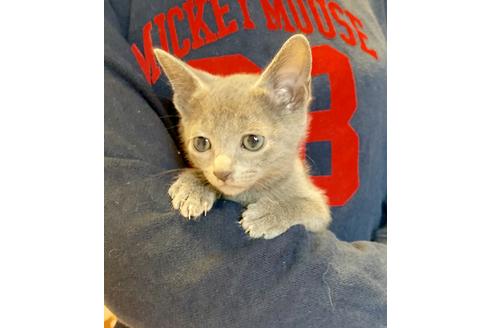 成約済の東京都のロシアンブルー-8765の2枚目