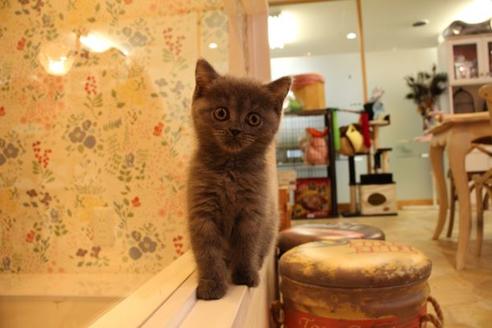 成約済の大阪府のセルカークレックス-8718の4枚目