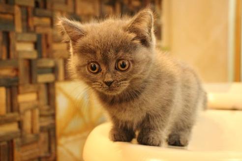 成約済の大阪府のセルカークレックス-8718の3枚目