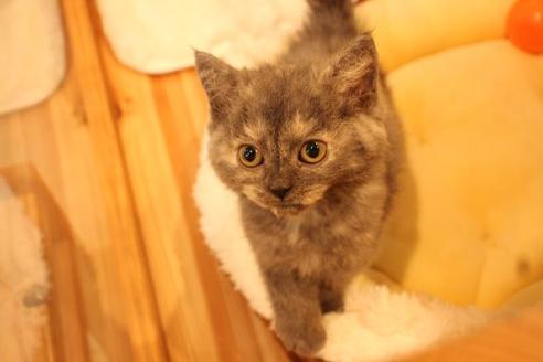 成約済の大阪府のセルカークレックス-8716の3枚目