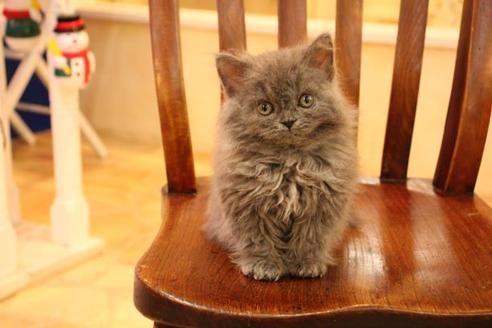 成約済の大阪府のセルカークレックス-8715の3枚目