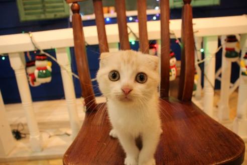 成約済の大阪府のスコティッシュフォールド-8714の2枚目