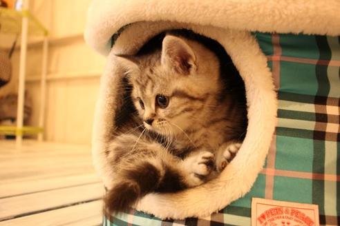 成約済の大阪府のマンチカン-8721の4枚目