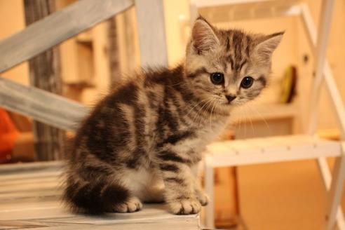 成約済の大阪府のマンチカン-8721の3枚目