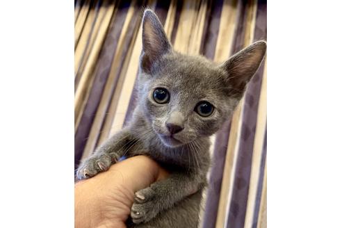 成約済の東京都のロシアンブルー-8764の1枚目