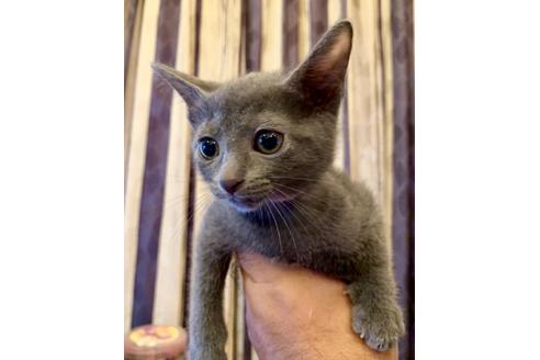 ロシアンブルー ロシアンブルーの子猫を探す（99ページ目）｜子猫ブリーダーナビ