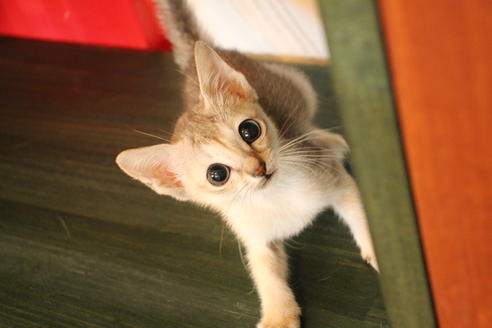 成約済の大阪府のシンガプーラ-8722