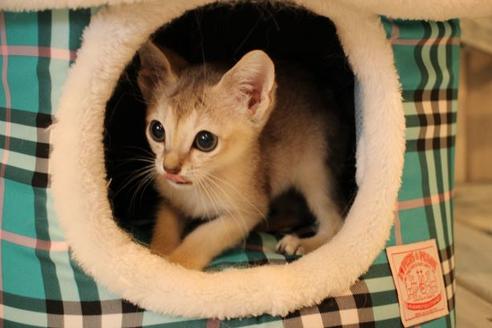 成約済の大阪府のシンガプーラ-8722の2枚目