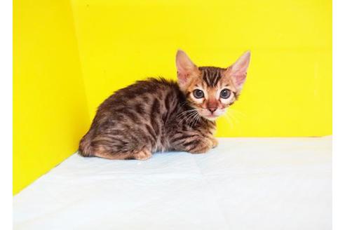 成約済の東京都のベンガル-9204の1枚目