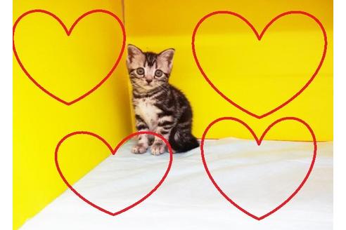 成約済の東京都のアメリカンショートヘア-9206の2枚目