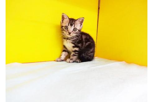 成約済の東京都のアメリカンショートヘア-9206の1枚目