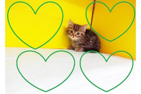 成約済の東京都のアメリカンショートヘア-9207の2枚目