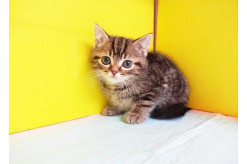 成約済の東京都のアメリカンショートヘア-9207の1枚目