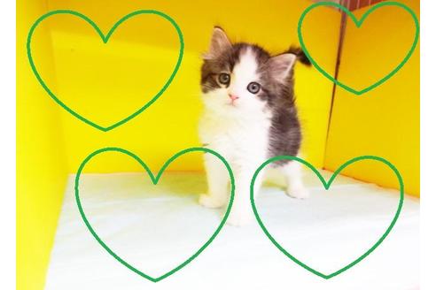 成約済の東京都のマンチカン-9208の2枚目