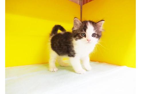 成約済の東京都のマンチカン-9208の1枚目