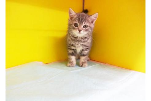 成約済の東京都のブリティッシュショートヘア-9210の1枚目