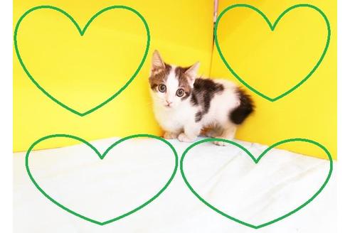 成約済の東京都のマンチカン-9209の2枚目