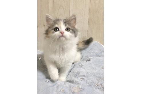 成約済の大阪府のスコティッシュフォールド-9222の6枚目