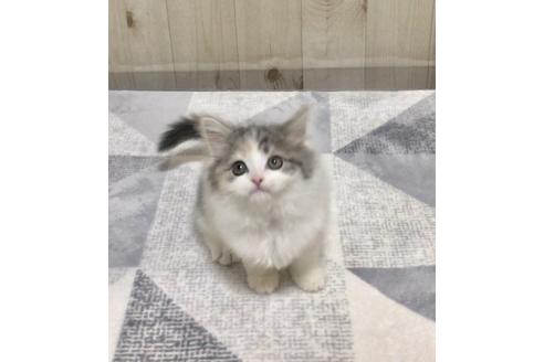 成約済の大阪府のスコティッシュフォールド-9222の5枚目