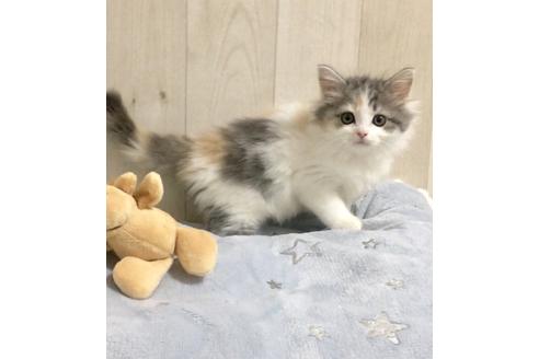 成約済の大阪府のスコティッシュフォールド-9222の3枚目