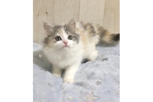 成約済の大阪府のスコティッシュフォールド-9222の2枚目