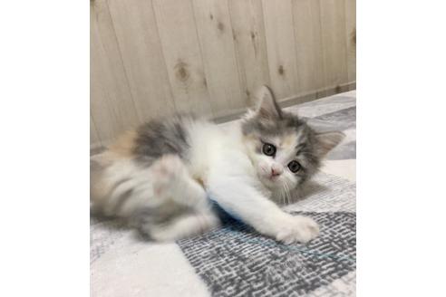 成約済の大阪府のスコティッシュフォールド-9222の1枚目
