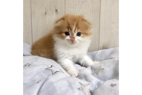 成約済の大阪府のスコティッシュフォールド-9221の3枚目