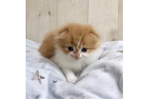 成約済の大阪府のスコティッシュフォールド-9221の2枚目