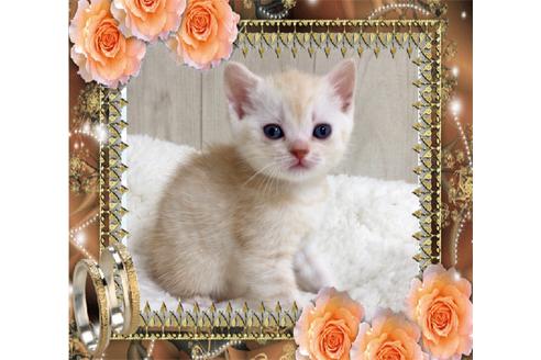 成約済の大阪府のスコティッシュフォールド-9220の5枚目