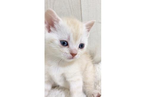 成約済の大阪府のスコティッシュフォールド-9220の4枚目