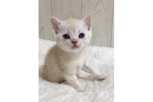 成約済の大阪府のスコティッシュフォールド-9220の3枚目